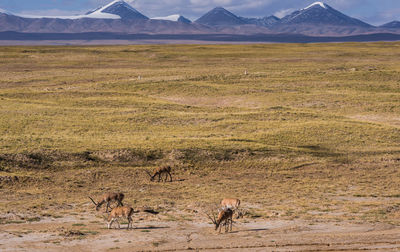 High angle view of deer grazing on field