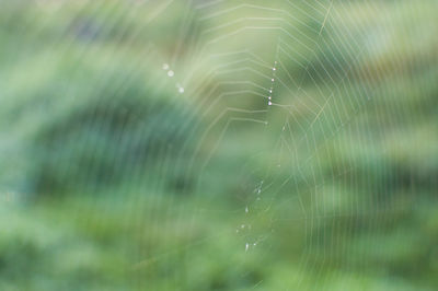 Close-up of spider web