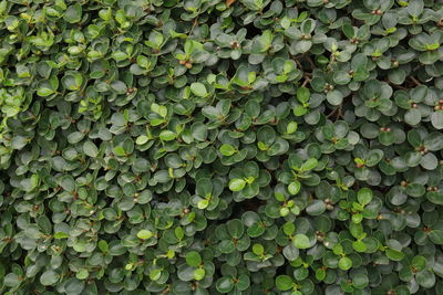 Full frame shot of leaves