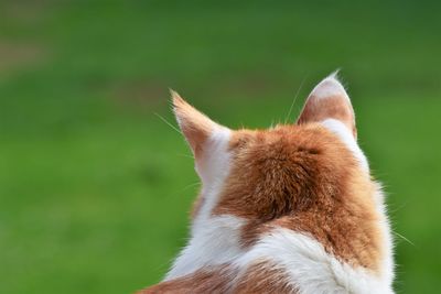 Close-up of a cat