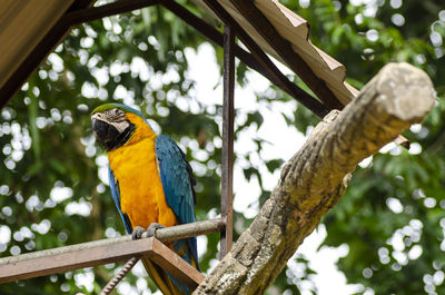 Low angle view of a bird perching on branch