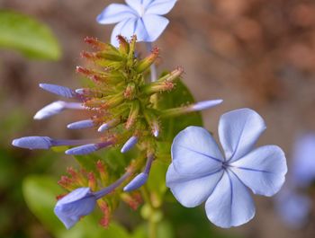 Close-up of purple flowers