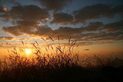 Silhouette of trees at sunset