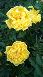 Close-up of yellow rose