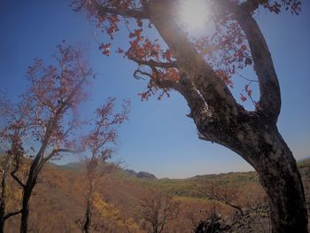 Low angle view of trees against sky