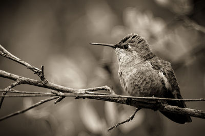 Close-up of bird perching on branch