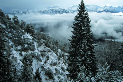 Snow covered pine trees in forest against sky