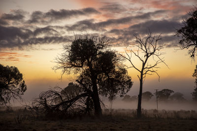 Low angle view of tree against sky during sunset