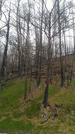 Bare trees in forest