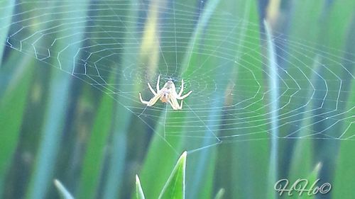 Close-up of spider web