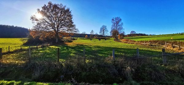 Plants growing on field against sky