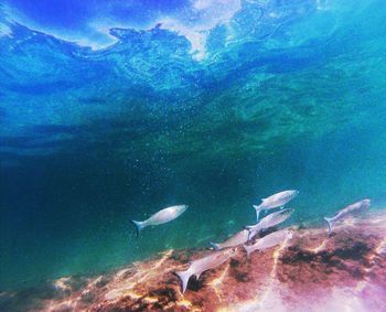 Close-up of jellyfish swimming in sea