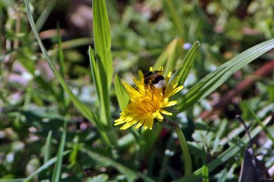 Bee pollinating yellow flower