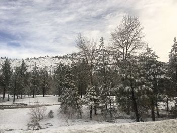 Trees against sky during winter