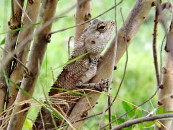 Close-up of a lizard on tree