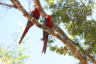 Low angle view of bird perching on tree