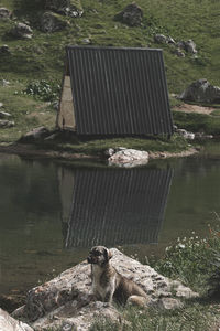 View of an animal on rock by lake