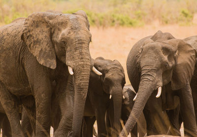 Elephants on field at national park