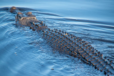 High angle view of crocodile in water