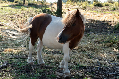 Horse standing in a field