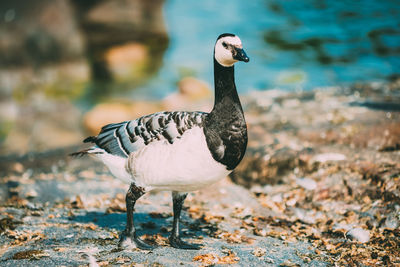 Close-up of a bird on land