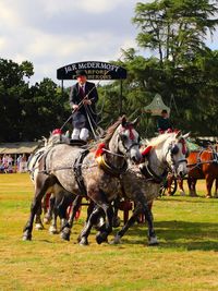 Horse cart on field