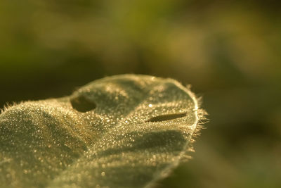 Close-up of leaf