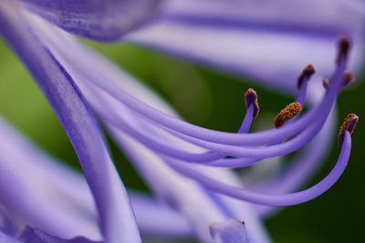 Close-up of purple flower