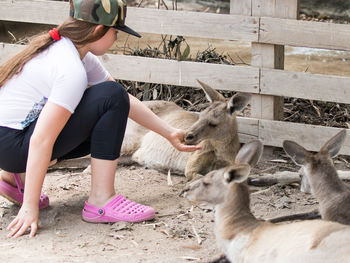 Side view of girl feeding kangaroos resting at gan guru zoo