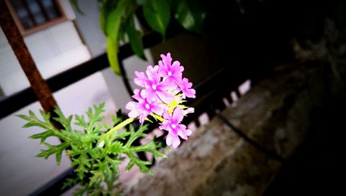 Close-up of pink flowers blooming outdoors