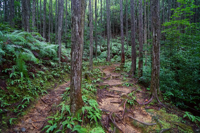 View of trees in forest