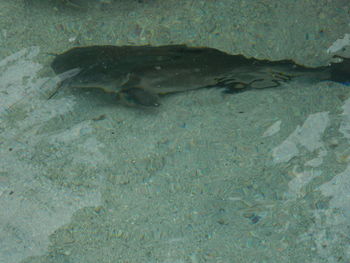 Close-up of fish swimming in water