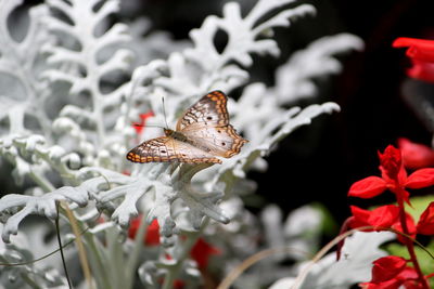 Close-up of butterfly pollinating on flower