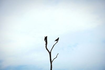 Low angle view of silhouette bird on bare tree