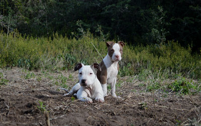 Portrait of puppies on field