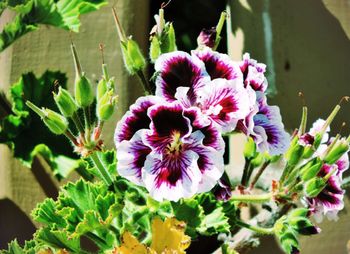 Close-up of pink flowers blooming outdoors