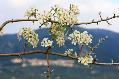 Close-up of cherry blossoms in spring