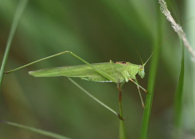 Close-up of insect on leaf