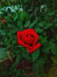 Close-up of red rose blooming outdoors