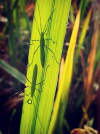 Close-up of green leaf on grass