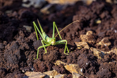 Close-up of grasshopper on rock