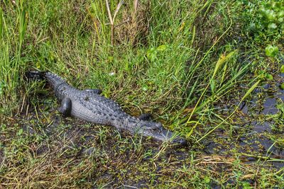Side view of a bird on field
