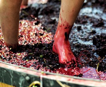 Low section of person stomping grapes at winery