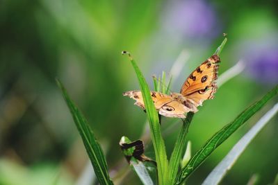 Close-up of butterfly pollinating on flower