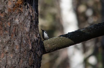 Close-up of bird perching on tree trunk