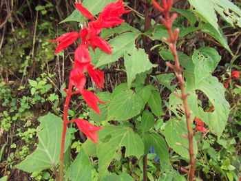 Close-up of red leaves