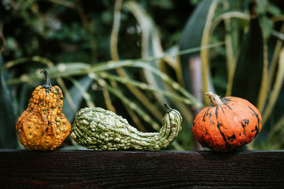 Close-up of pumpkins on wood