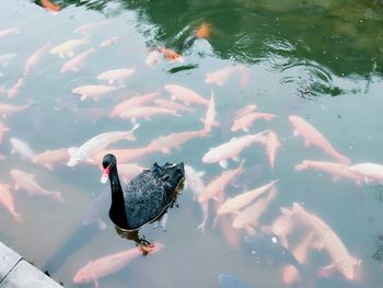 High angle view of ducks swimming in lake