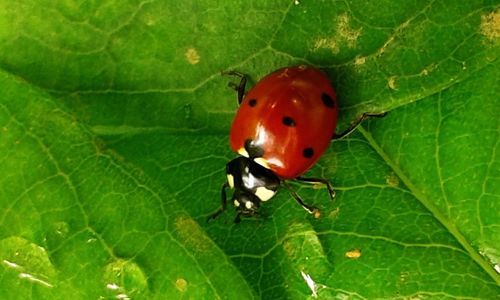 Close-up of ladybug on leaf