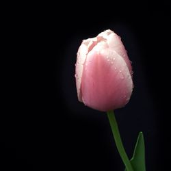 Close-up of pink flowers blooming against black background